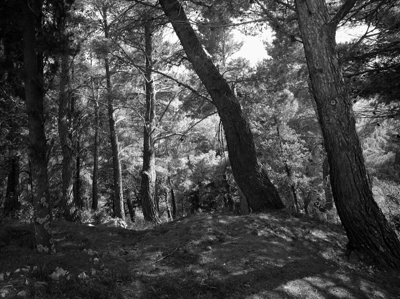 A short description about the picture goes here