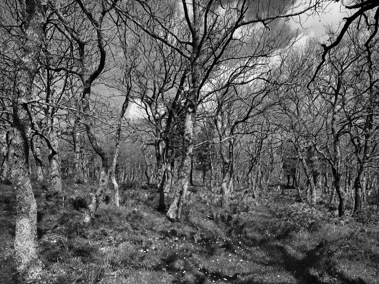 A short description about the picture goes here