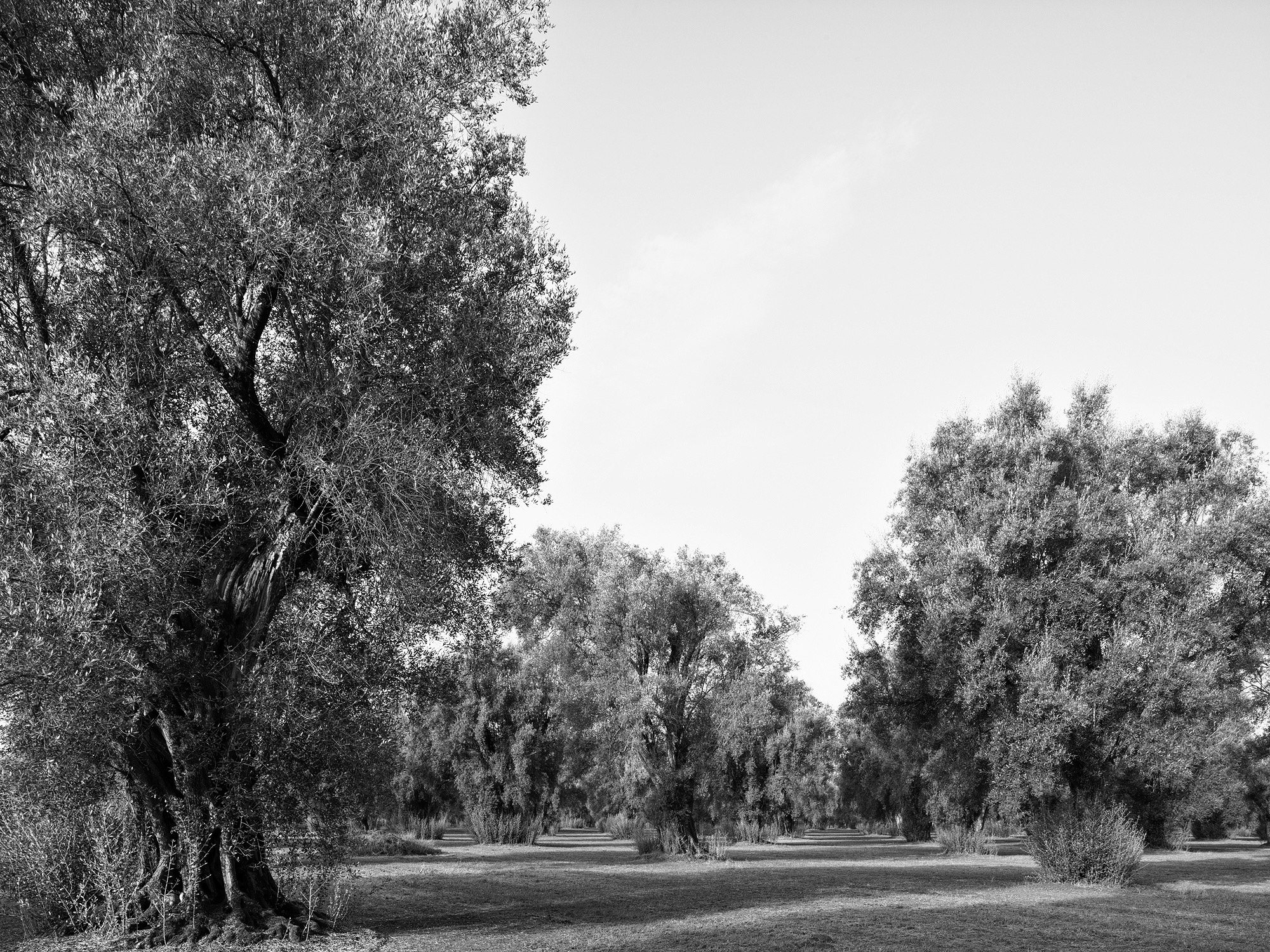 A short description about the picture goes here