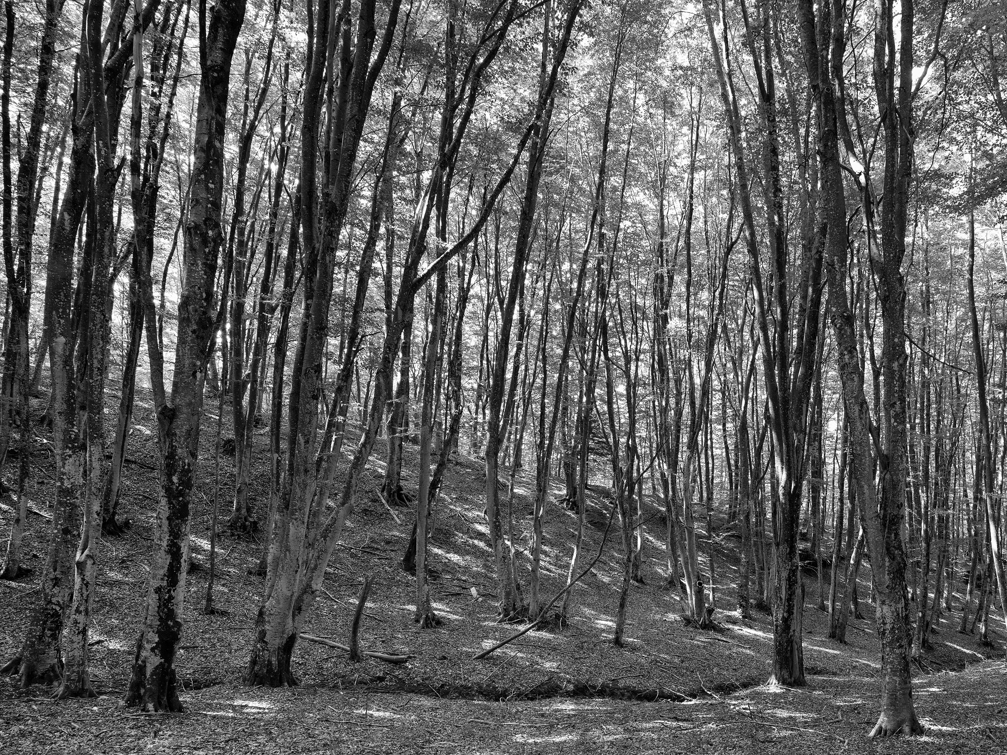 A short description about the picture goes here