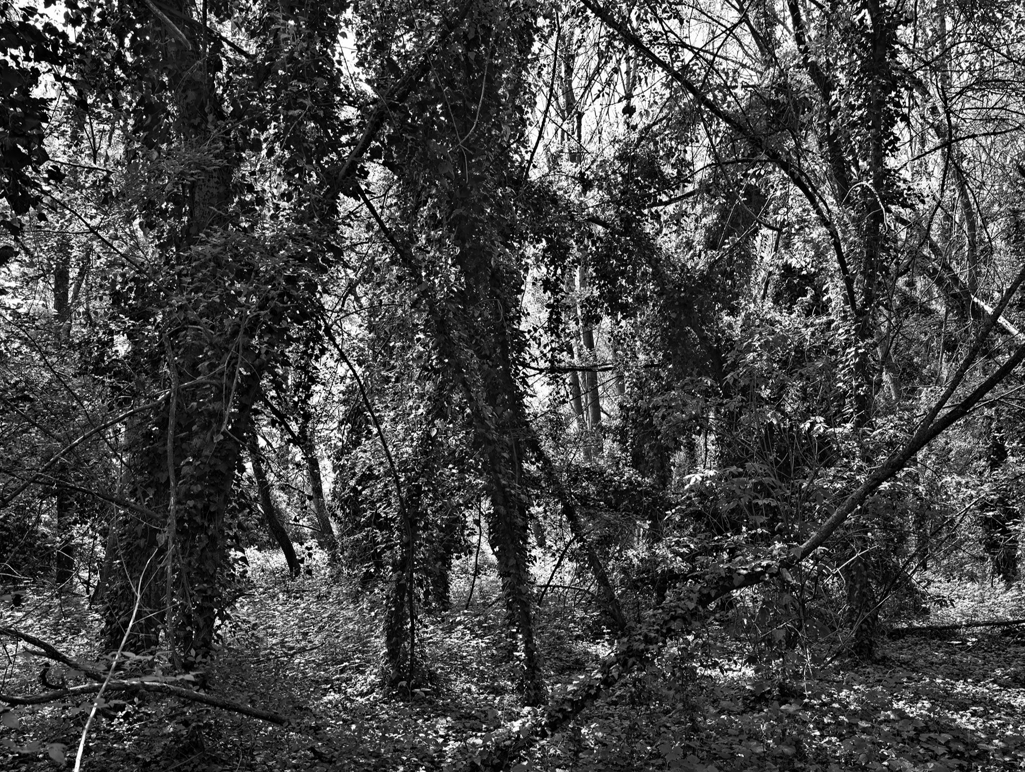 A short description about the picture goes here