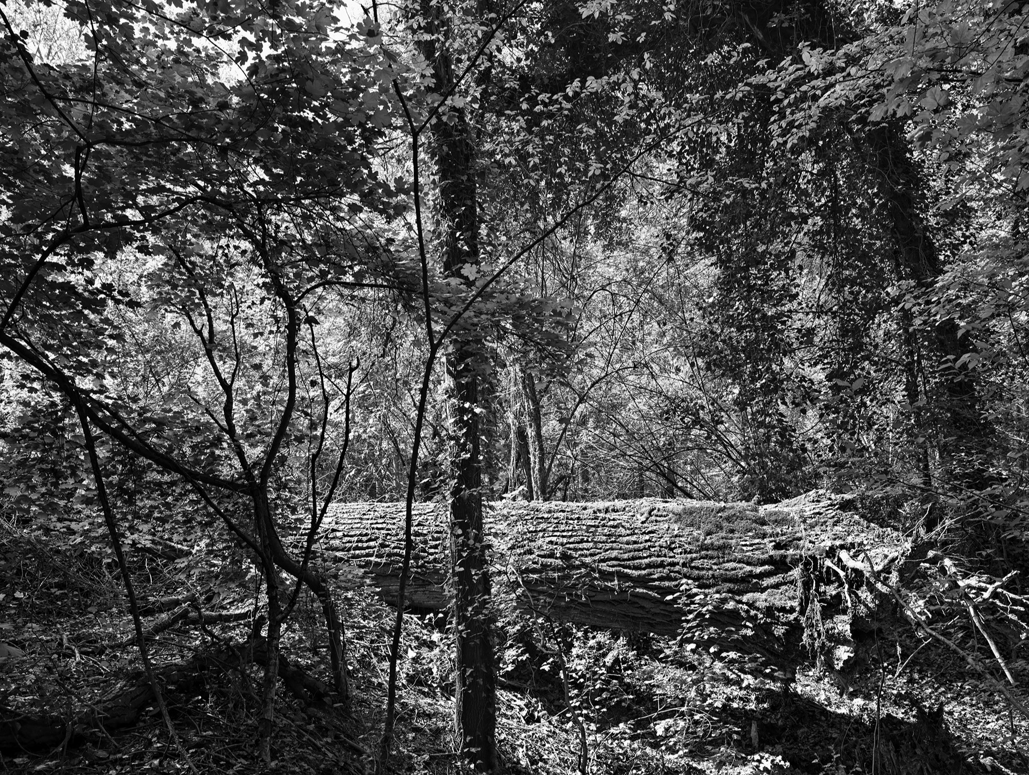 A short description about the picture goes here