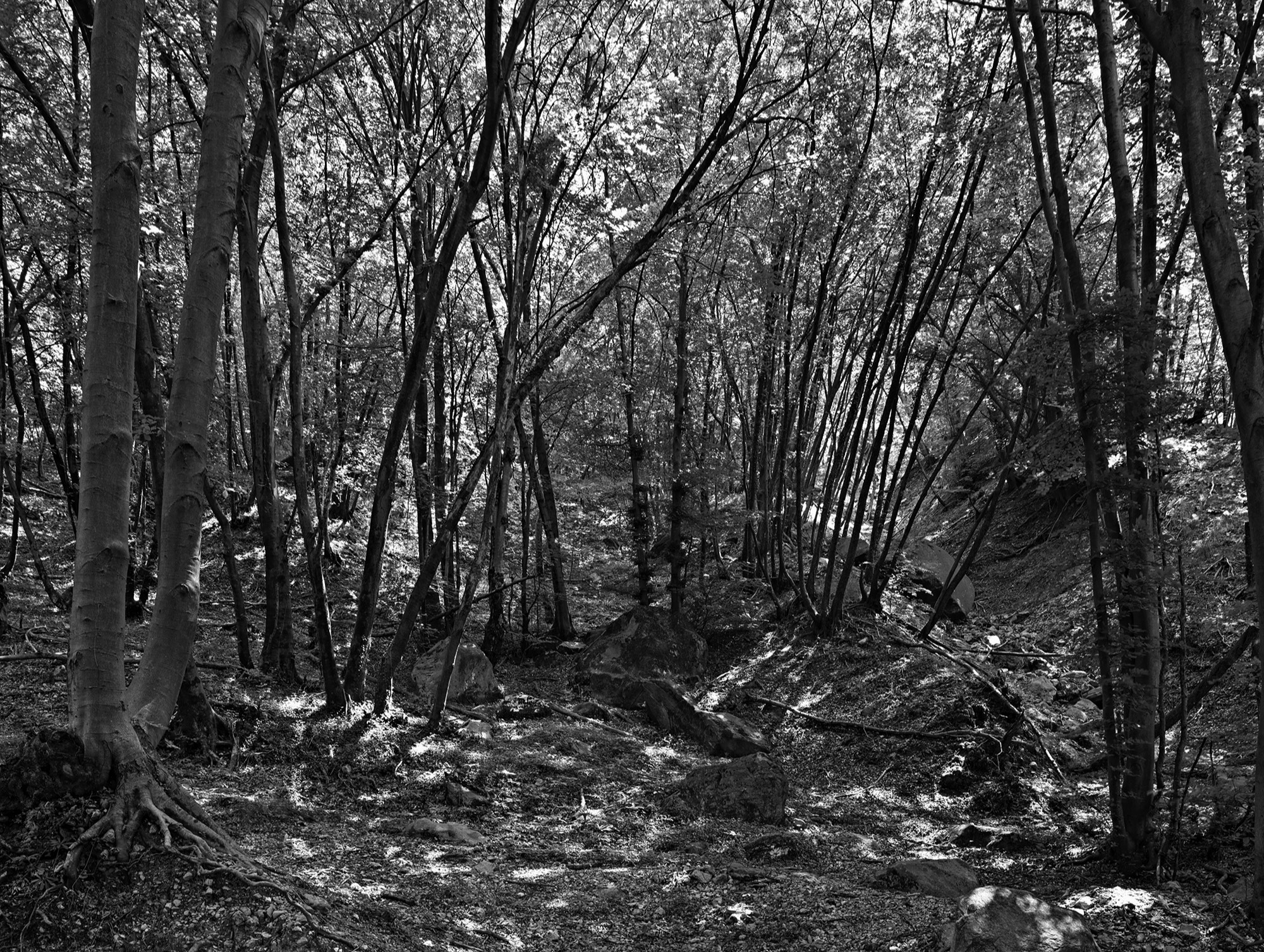 A short description about the picture goes here