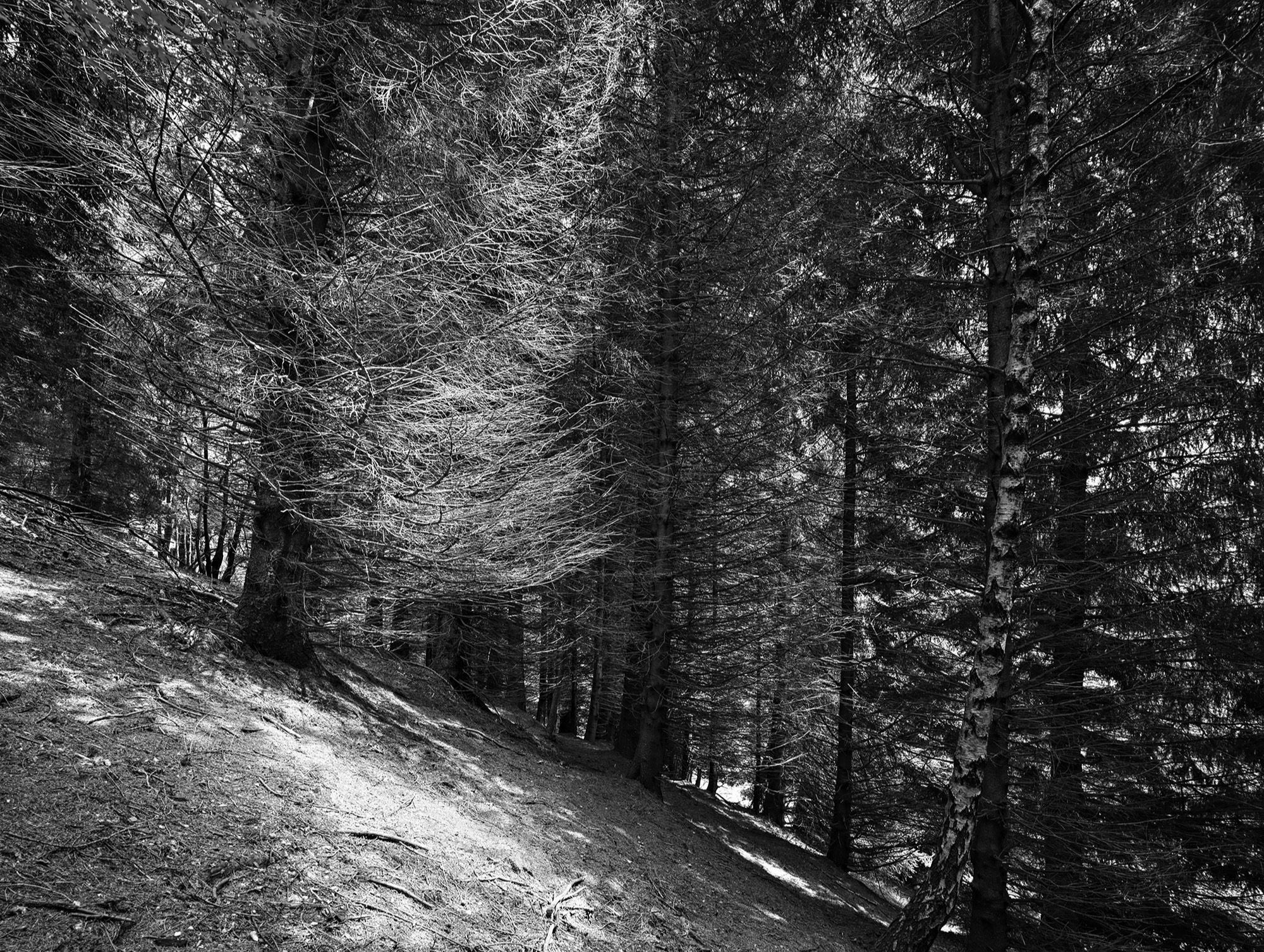 A short description about the picture goes here