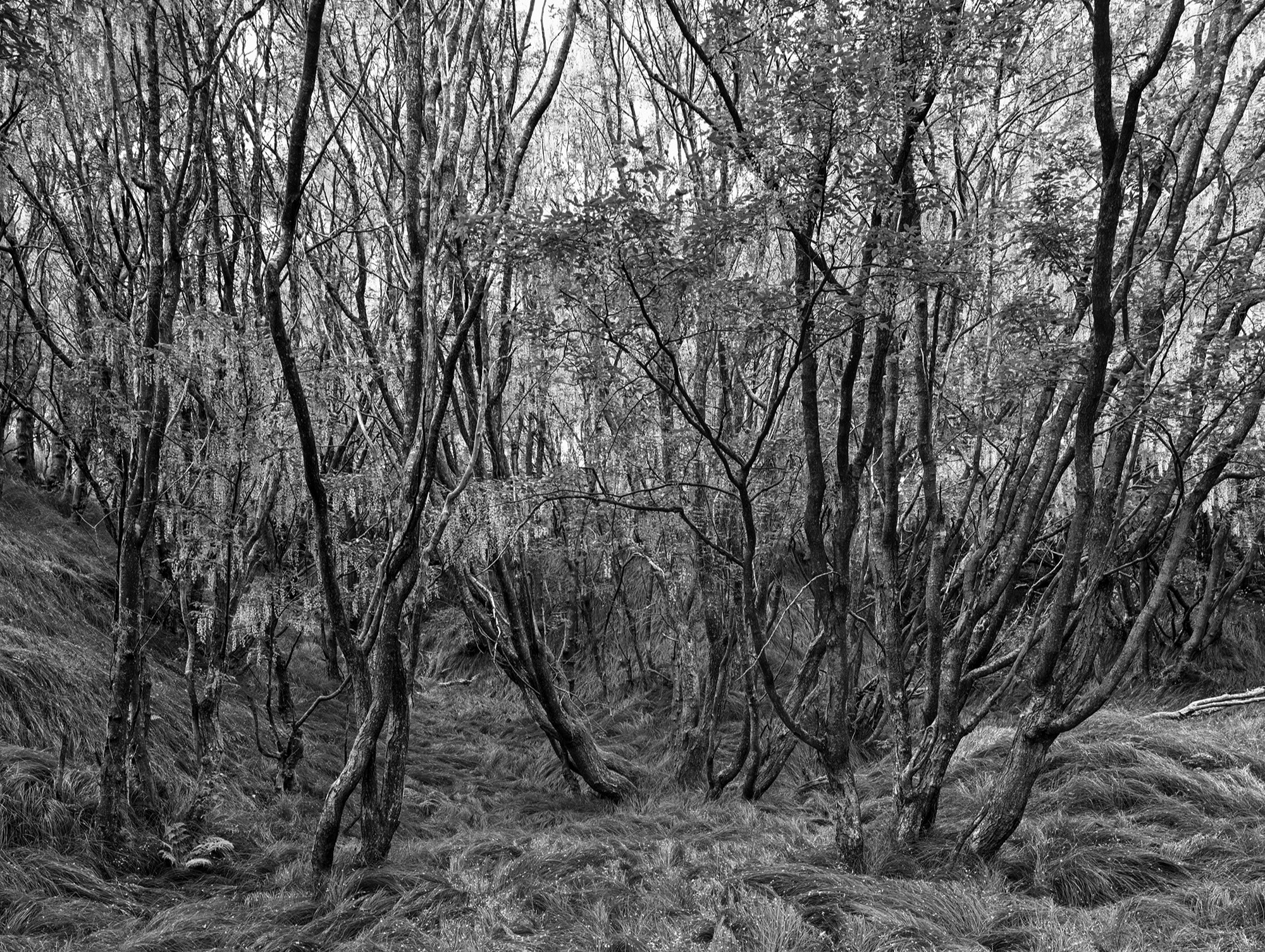 A short description about the picture goes here