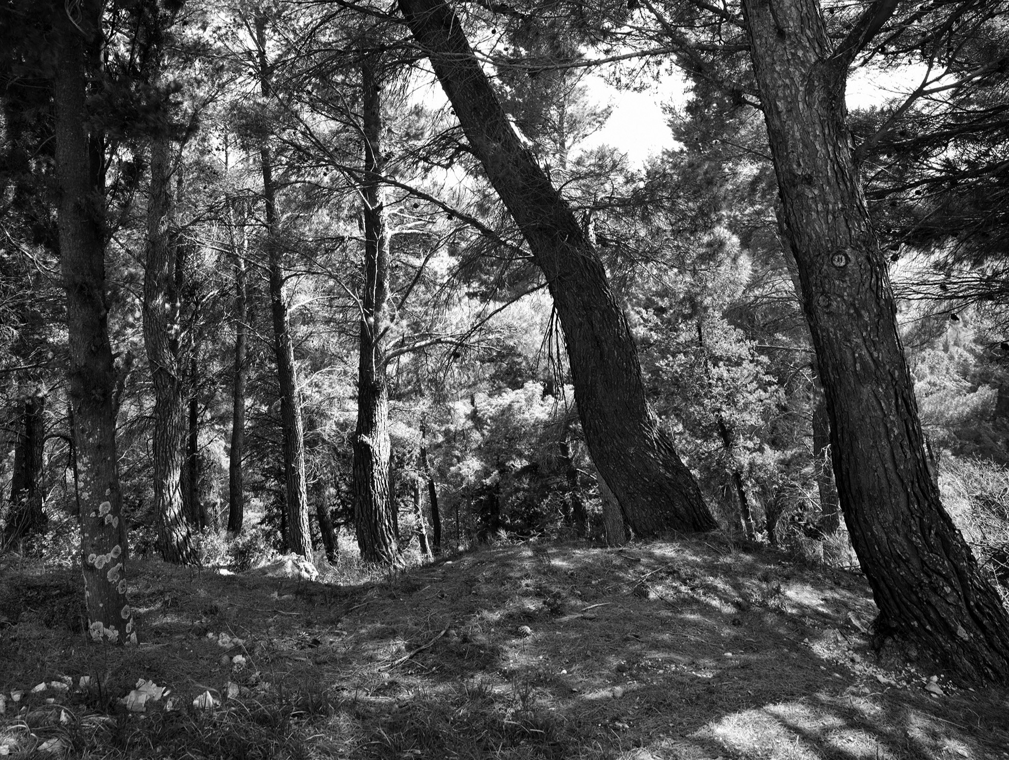 A short description about the picture goes here